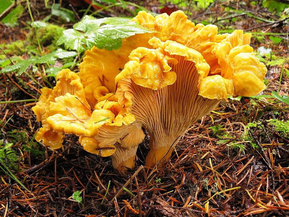 Chanterelle in the woods